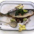 Yellowtail
