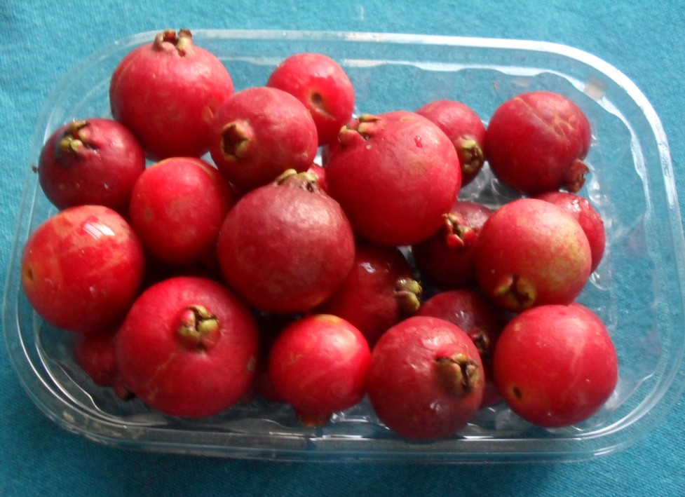 In my kitchen in April 2013 cherry guavas 2